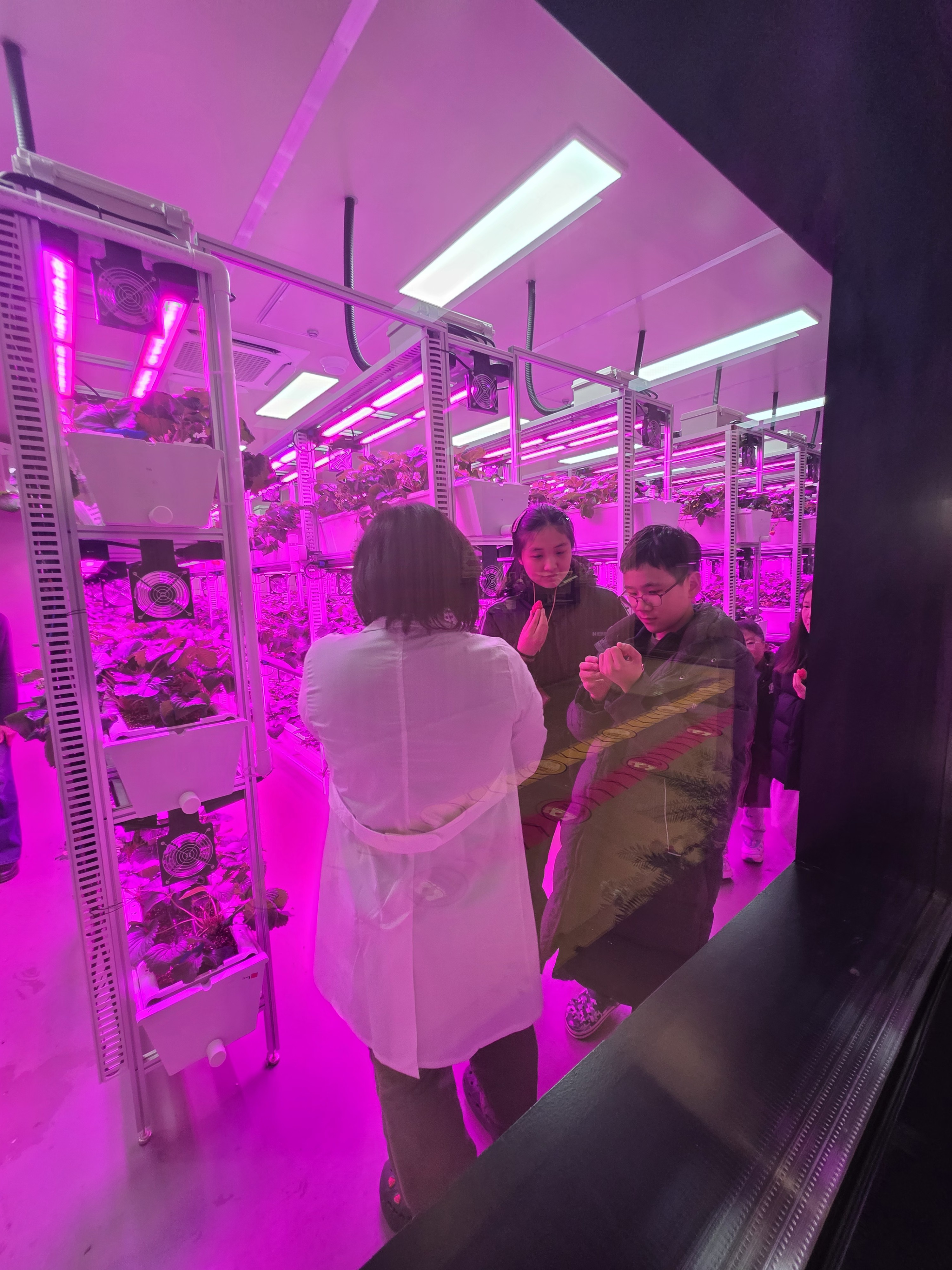 1223청소년방과후아카데미[수련관] 크리스마스데이 "딸기 따서 바로 먹쿡" 이미지 2